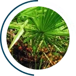 Testere Palmiyesi özü (Saw Palmetto) – ProCaps kapsüllerinin içeriği